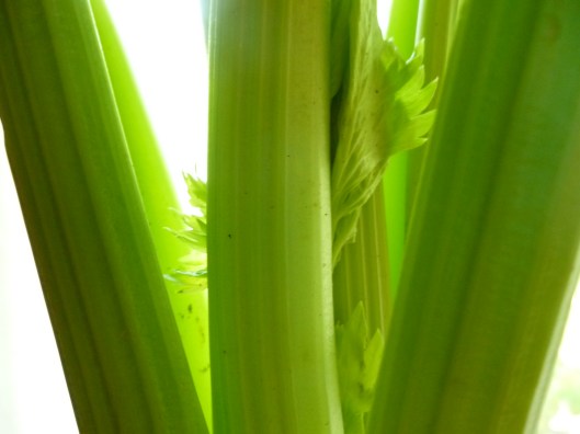 Ingredients legumeveloute zuchini celery 048